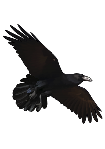 Raven PNG-71427